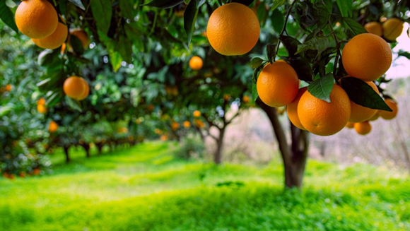 A Crop Crisis Is Squeezing the Orange Juice Market